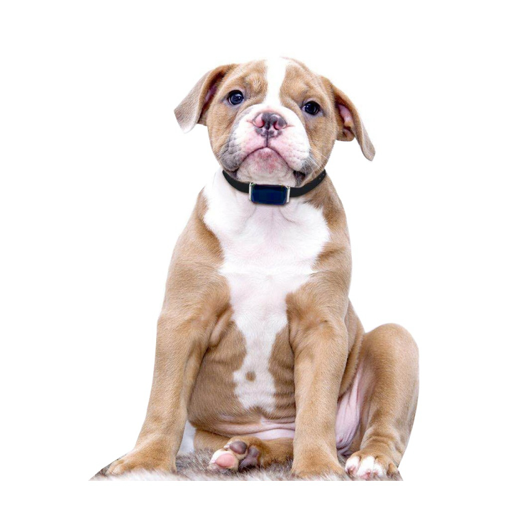 live gps tracker for dogs